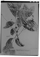 Type of Matayba stenodictya Radlk. [family SAPINDACEAE]