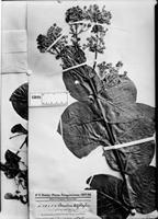 Type of Banisteria latifolia A. Juss. var. paraguariensis Nied. [family MALPIGHIACEAE]