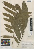 Isotype of Talisia pinnata Radlk. [family SAPINDACEAE]