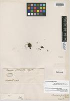 Isotype of Ourisia pulchella Wedd. [family SCROPHULARIACEAE]