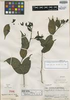 Holotype of Megalostoma viridescens Leonard [family ACANTHACEAE]