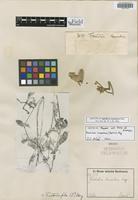 Isotype of Oplotheca tomentosa Mart. [family AMARANTHACEAE]