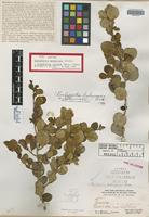 Isotype of Rochefortia bahamensis Britton [family BORAGINACEAE]