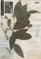 Isotype of Homalium stenosepalum Blake [family FLACOURTIACEAE]