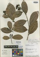 Isotype of Vantanea depleta McPherson [family HUMIRIACEAE]