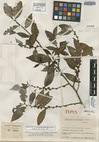 Holotype of Lacistema occidentale Cuatrec. [family LACISTEMATACEAE]