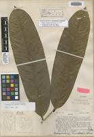 Isolectotype of Eschweilera rimbachii Standl. [family LECYTHIDACEAE]