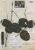 Isotype of Banisteria elegans Triana & Planch. subsp. pubescens Nied. [family MALPIGHIACEAE]