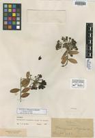 Isotype of Marcgravia oligandra C. Wright ex Griseb. [family MARCGRAVIACEAE]