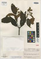 Isotype of Miconia bipatrialis Wurdack [family MELASTOMATACEAE]