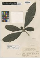 Isotype of Casasia ekmanii Urb. [family RUBIACEAE]