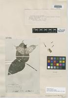 Isotype of Coussarea duckei Standl. [family RUBIACEAE]