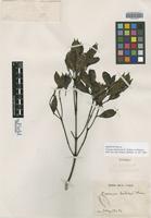 Isosyntype of Faramea dichotoma K. Schum. ex Glaz. [family RUBIACEAE]