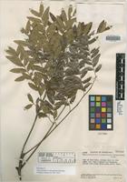Holotype of Dipterodendron venezuelense Steyerm. [family SAPINDACEAE]