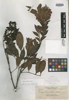 Isotype of Guioa truncata Radlk. [family SAPINDACEAE]