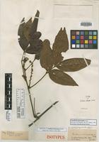 Isotype of Paullinia interrupta Benth. [family SAPINDACEAE]