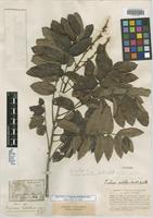 Isosyntype of Cupania subalbens Mart. [family SAPINDACEAE]