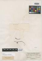 Isotype of Serjania clematidea Triana & Planch. [family SAPINDACEAE]
