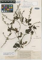 Isolectotype of Serjania stenopterygia Radlk. [family SAPINDACEAE]