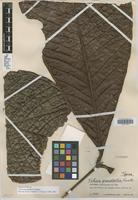 Holotype of Talisia grandifolia Cuatrec. [family SAPINDACEAE]
