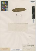 Isotype of Talisia pinnata Radlk. [family SAPINDACEAE]