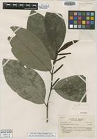 Isotype of Piper vicosanum Yunck. [family PIPERACEAE]