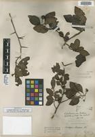 Isotype of Crataegus pubescens Eggl. var. botterii Eggl. [family ROSACEAE]