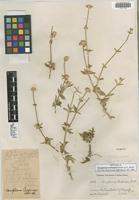 Isotype of Gomphrena cardenasii Standl. ex E. Holzh. [family AMARANTHACEAE]
