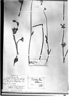 Type of Froelichia humboldtiana Seub. [family AMARANTHACEAE]