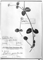 Type of Gomphrena guaranitica Chodat [family AMARANTHACEAE]