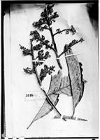 Type of Pleurothyrium poeppigii Nees [family LAURACEAE]