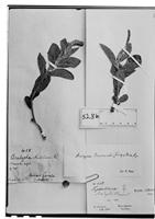 Type of Odonteilema claussenii Turcz. [family EUPHORBIACEAE]