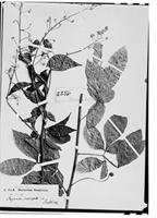 Type of Serjania inscripta Radlk. [family SAPINDACEAE]