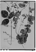 Type of Paullinia urvilleoides Radlk. [family SAPINDACEAE]