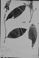 Type of Matayba grandis Radlk. [family SAPINDACEAE]