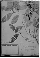Type of Matayba tovarensis Radlk. [family SAPINDACEAE]