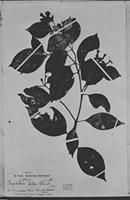 Holotype of Psychotria ulei Standl. [family RUBIACEAE]