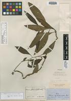 Isotype of Celosia persicaria Schinz [family AMARANTHACEAE]