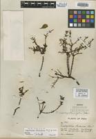 Isotype of Lepidoceras peruvianum Kuijt [family LORANTHACEAE]