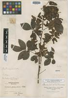 Isotype of Serjania pyramidata Radlk. [family SAPINDACEAE]