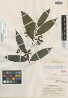 Isotype of Guatteria ecuadorensis R. E. Fr. [family ANNONACEAE]
