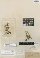 Isotype of Alternanthera pumila O. Stützer [family AMARANTHACEAE]