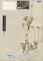 Type of Gomphrena nealleyi J. M. Coult. & Fisher [family AMARANTHACEAE]