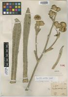 Isotype of Espeletia schultzii Wedd. [family ASTERACEAE]