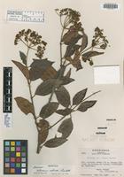 Isotype of Viburnum molinae Lundell [family CAPRIFOLIACEAE]