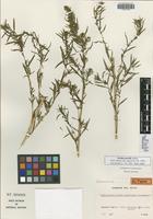 Type of Kochia parodii Aellen [family CHENOPODIACEAE]