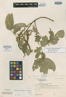 Isotype of Abarema centiflora Barneby & J. W. Grimes [family FABACEAE]