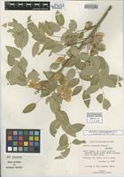 Isotype of Ateleia popenoei Correll [family FABACEAE]