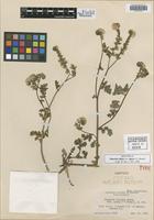 Isotype of Phacelia ciliata Benth. var. opaca J. T. Howell [family HYDROPHYLLACEAE]