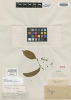 Isotype of Leretia ampla Miers [family ICACINACEAE]